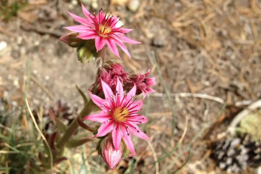 Flower Power @Corallie Havas